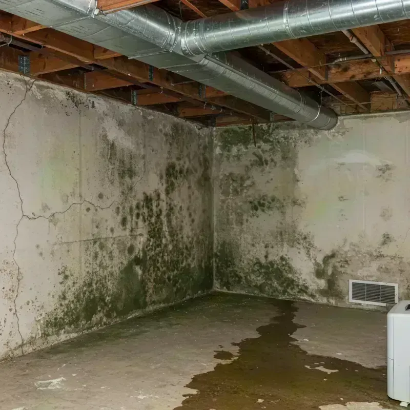 Professional Mold Removal in Sauk County, WI